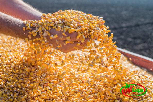 آیا نوسان ارز بر روی قیمت سویا تاثیر دارد؟