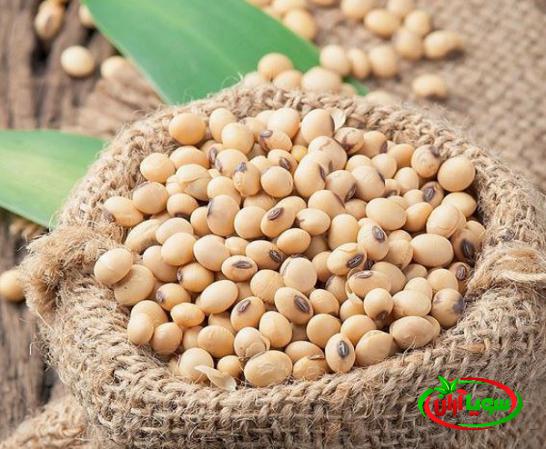 آشنایی با بهترین سویای صادراتی در ایران