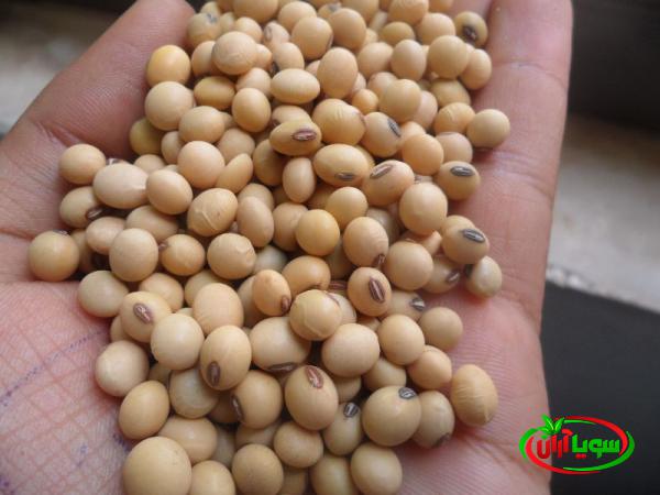 فروش مستقیم سویای تازه باکیفیت عالی
