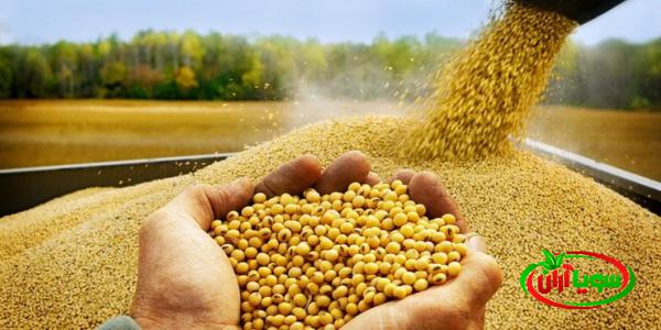 قیمت استثنائی کنجاله سویا باکیفیت برای اسب
