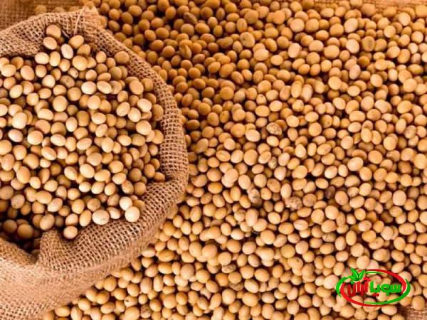 خرید ویژه سویای گیاهی تازه بصورت عمده
