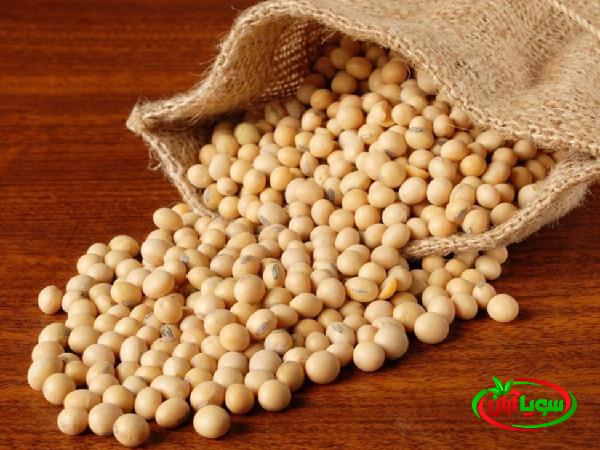 پخش مستقیم سویای گیاهی با قیمت باورنکردنی