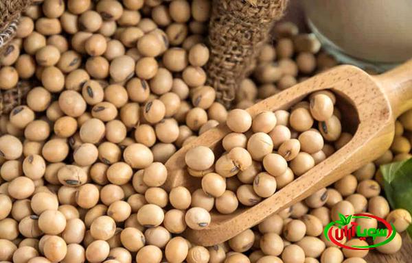 فروش بهترین سویا دامی بصورت عمده